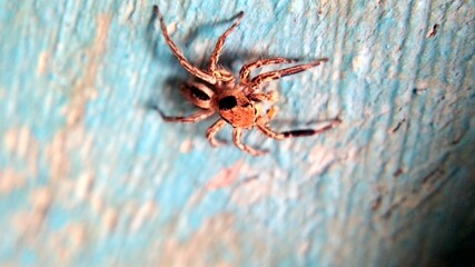 spider on the web