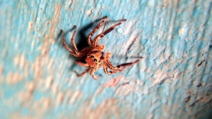spider on a web