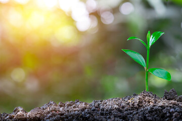 Plant grow sequence and agriculture with morning sunlight and bokeh green blur background. Germinating seedling grow step sprout growing from seed. 