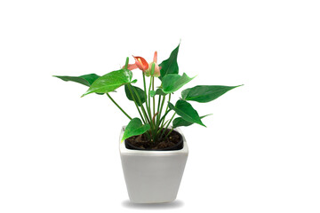 Spadix Red anthurium in the pots of isolated on white background
