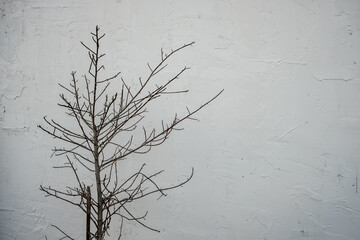 Dry twigs with cement wall background.