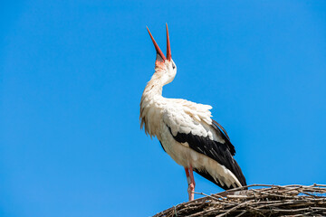 White Stork in the meadow © AB Photography
