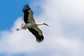 Obraz premium White Stork flying in the meadow