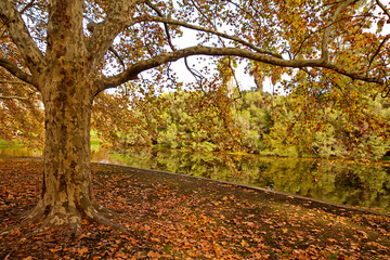 Naklejka premium autumn trees in the park