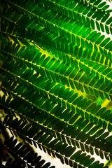 green leaf background