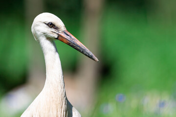 Fototapeta premium White Stork in the meadow