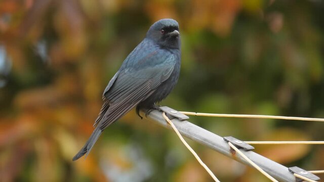 Close-up of fork-tailed drongo sitting on a rotary clothesline in a suburban garden, South Africa.