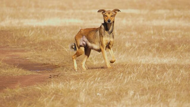 Feral street dog jogging across dry grasslands in search of food, South Africa