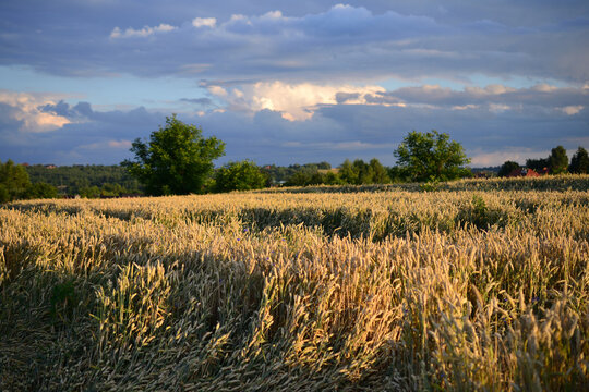 Wheat on the field © Tomasz