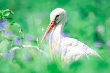 Fototapeta premium White Stork in the meadow