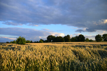 golden wheat field