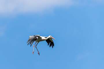 Obraz premium White Stork flying in the meadow