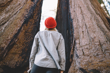 Back view of female tourist looking up on giant redwood trees exploring sequoia grove,hipster girl wanderlust standing in forest of national park admire highness of old stem hiking trail
