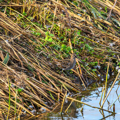 snipe in the grass