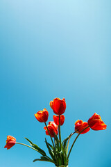 Red tulips against the blue sky, a blank for design. Copy space.