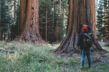 Back view of guy wanderlust looking up at high sequoia exploring nature of redwood during trip to America,young male traveler with touristic backpack admire giant trees in forest of national park.