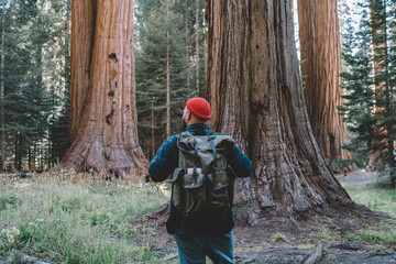 Fototapeta premium Back view of male explorer with backpack hiking in Sequoia national park on active weekend, guy wanderlust discover nature of forest with giant trees on trekking tour during journey in America .
