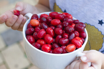 Dogwood is a sweet and sour red fruit. medicinal plant. ripe berries background vitamin. hands holding a white plate of berries. Dogwood with space for text. The concept of health