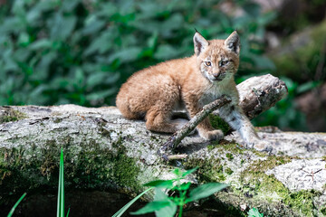 Obraz premium Baby Lynx in the forest