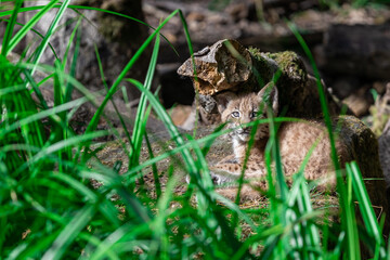 Fototapeta premium Baby Lynx in the forest