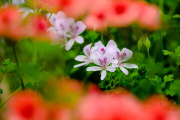 pink flowers in the garden