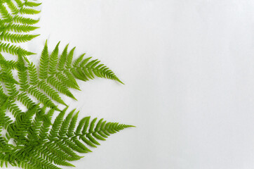 Three leaves of forest fern lie to the left on a white background in a row. Copy space, flat lay, horizontal background, minimalism