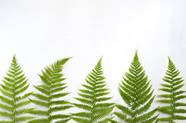 Fern leaves lie in a row below on a white background. Copy space, flat lay, horizontal background, minimalism