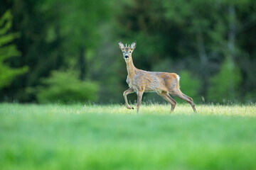 Roe deer in the magical nature. Beautiful european wildlife. Wild animal in the nature habitat. Roe deer rut.