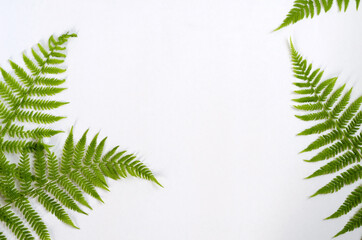 Floral background. Fern leaves on a white background