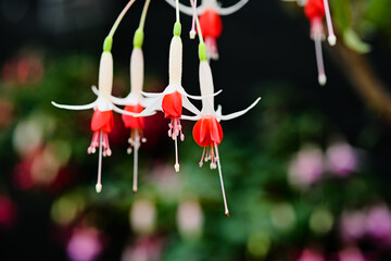 red and white flower
