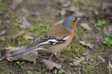 finch in the park on the background of fallen leaves