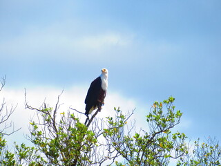 The Majestic African Fish Eagle atop a Mangrove Tree surveying the surrounding Estuary for the likely-hood of a Fishy Meal.