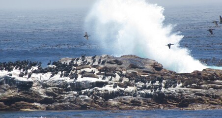 Spray from the crashing waves of the sea against the Rocks that are occupied by the Cape Fur Seals and Gulls