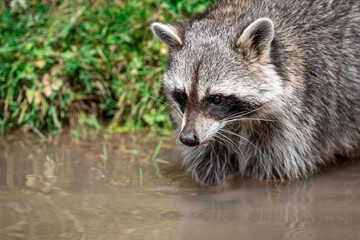 Naklejka na ściany i meble Raccoon swimming in the lake