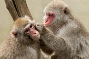 A Japanese Monkey usually called Snow Monkey is looking for bugs in each other fur