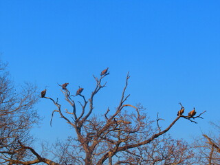 A Group of White Backed Vultures perched on a dead tree awaiting a thermal on which to rise and soar into the blue sky