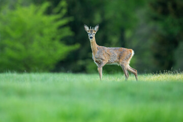 Roe deer in the magical nature. Beautiful european wildlife. Wild animal in the nature habitat. Roe deer rut.