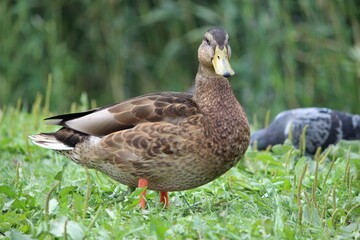 Wild duck on the grass