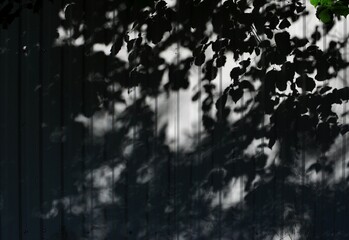 shadows on the fence
