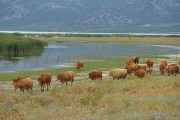 Greece , Volos city , Lake Karla located at the north-eastern part of the plain of Thessaly in Greece,with very high biodiversity and a lively culture especially in the local fisheries. 