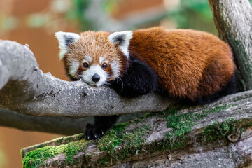 Red panda in the forest