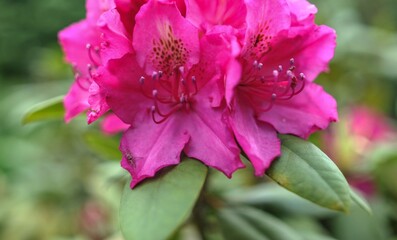 Rhododendron in full bloom