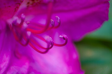 Fototapeta premium Rhododendron macro close-up