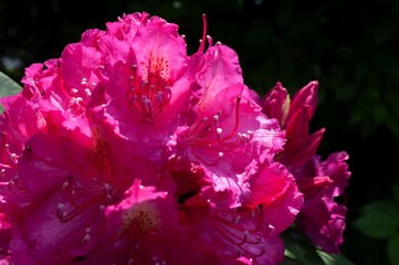 Rhododendron madness