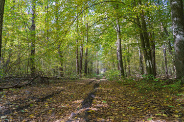 Low angle view of a road in the middle of a forest Trees forming a tunnel over a road in autumn. Ukraine