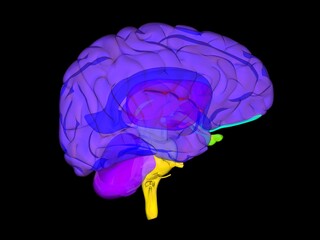 3D render illustration of brain coloured by parts