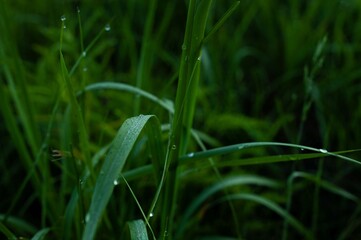 Blades of grass after rain