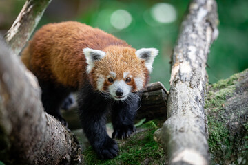 Red panda in the forest