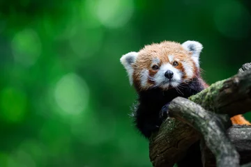 Foto op Canvas Red panda in the forest © AB Photography