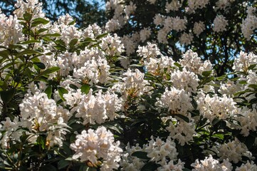 Lots of white flowers